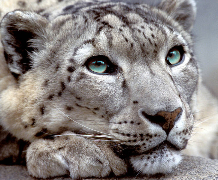 san diego zoo snow leopard