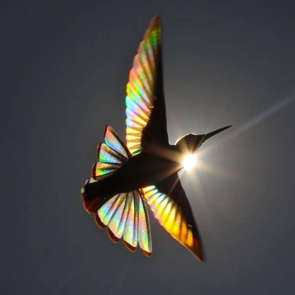 “Hummingbird's wing under the sunlight.”