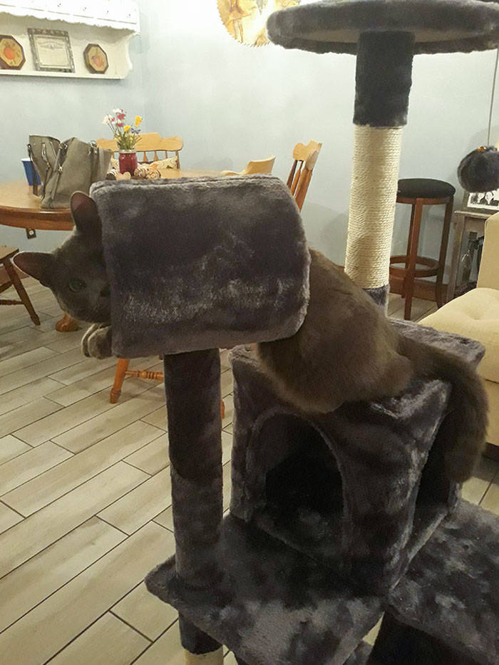 "I Bought A Cat Tower Online That Turned Out To Be Much Smaller Than Expected. Trevor Is Still Trying To Be Appreciative Tho"