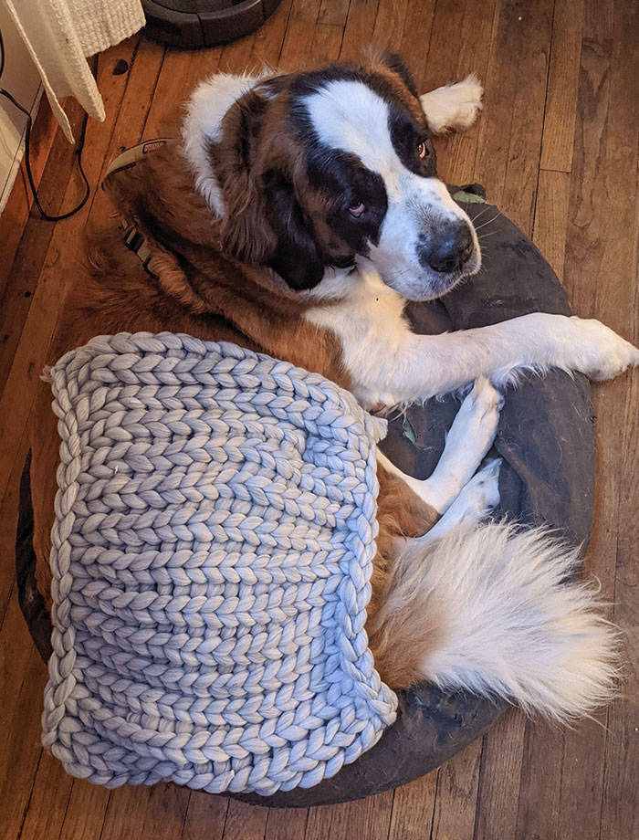 "Mother-In-Law Bought My Wife A Cozy Blanket From China. Dog For Scale"