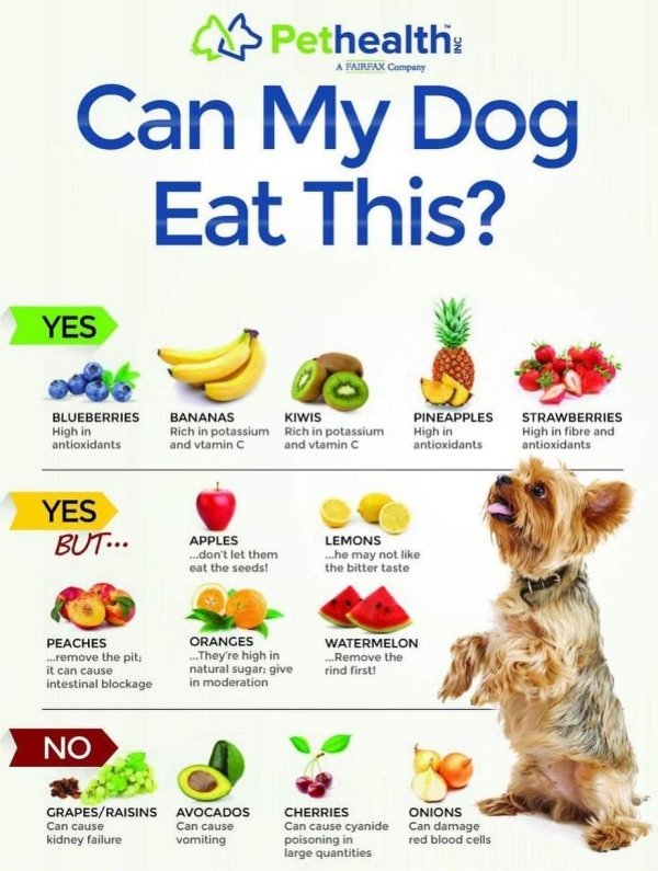 healthy things for dogs to eat - Pethealth A Fairpax Company Can My Dog Eat This? Yes $ Blueberries High in antioxidants Bananas Kiwis Rich in potassium Rich in potassium and vtamin C and vtamin C Pineapples High in antioxidants Strawberries High in fibre
