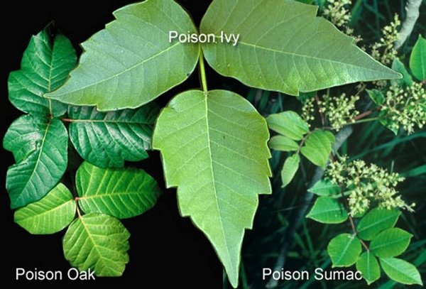 poison ivy vs oak - Poison Ivy Poison Oak Poison Sumac