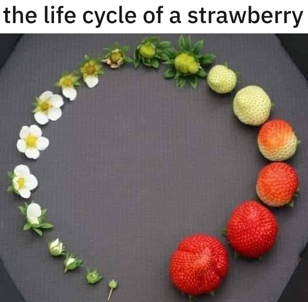 bead - the life cycle of a strawberry