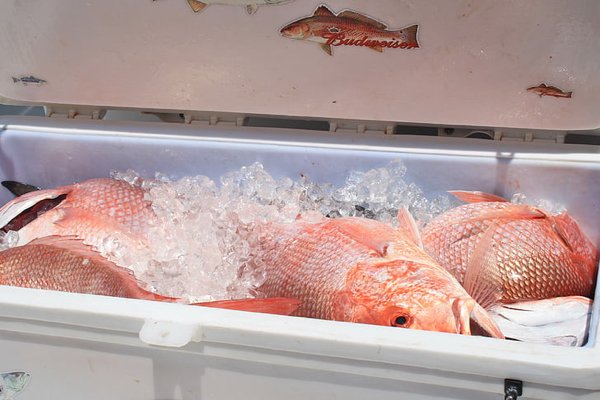 fish in the cooler with ice