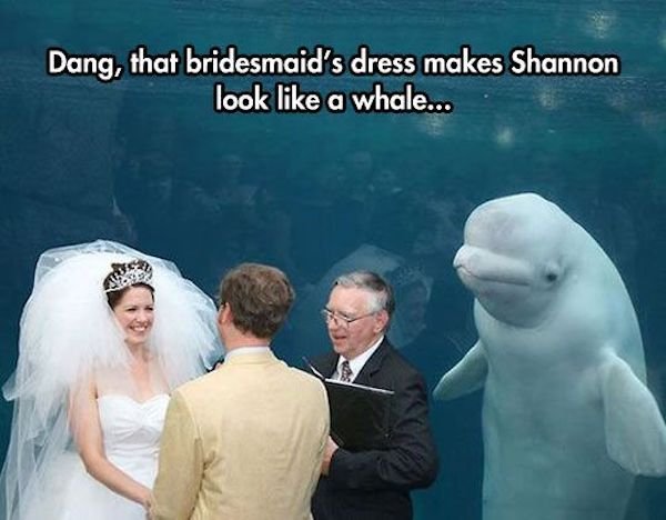 funny mother of the groom memes - Dang, that bridesmaid's dress makes Shannon look a whale...