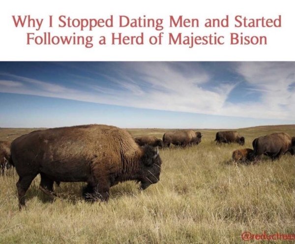 grassland - Why I Stopped Dating Men and Started ing a Herd of Majestic Bison