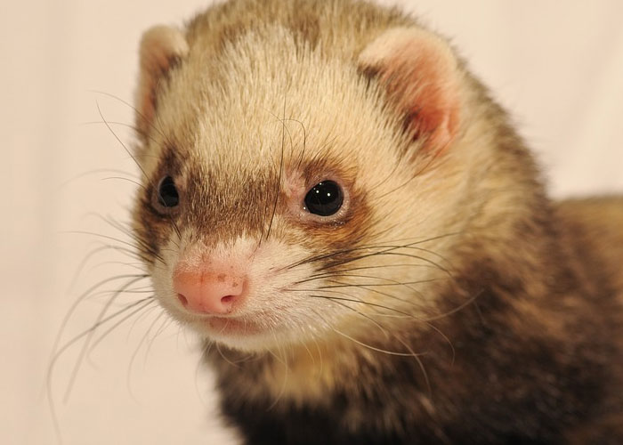 TIL That Fermilab used to clean its particle accelerators with a ferret named Felicia, who would run through the tubes with cleaning supplies attached and be rewarded with hamburger meat