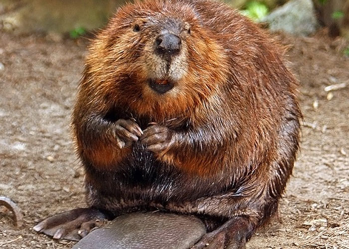 beaver face
