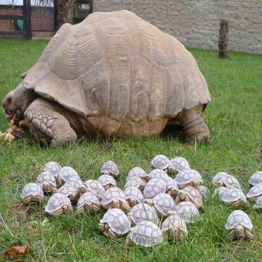 cute baby tortoise