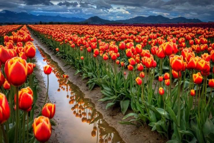 high resolution tulips field background
