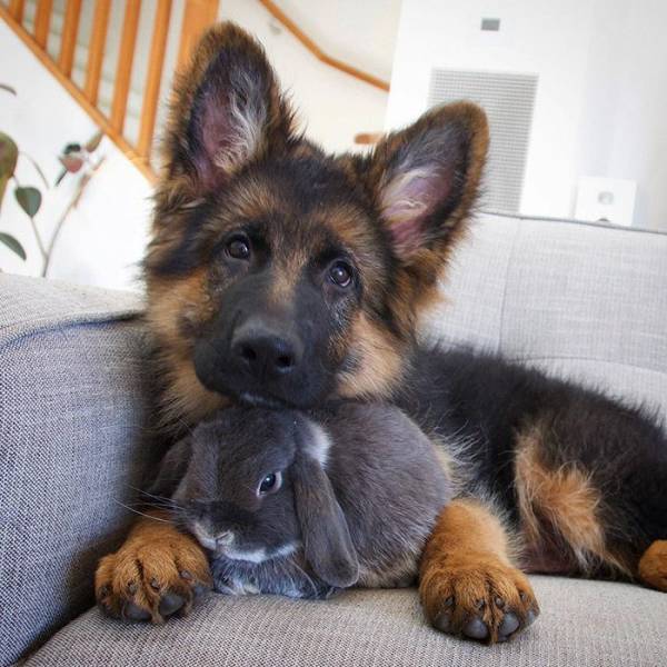 rabbit and german shepherd