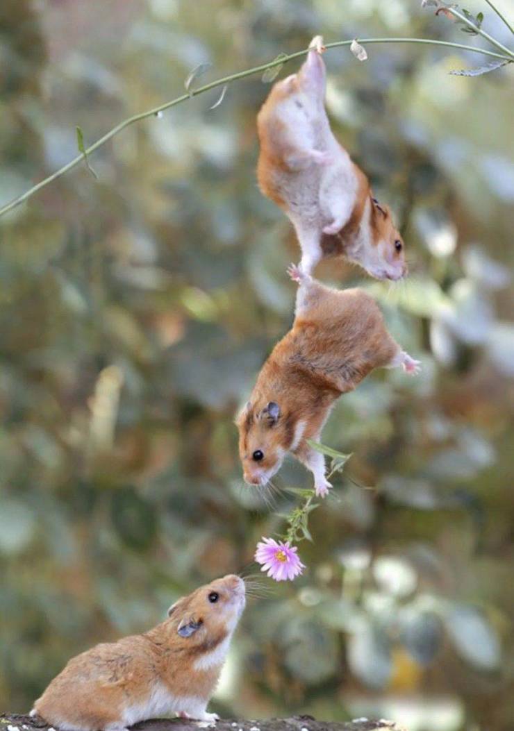 cute pictures of teamwork