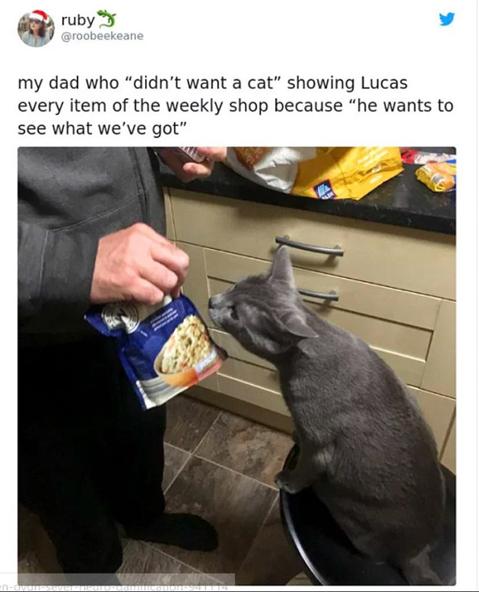 cat - ruby my dad who "didn't want a cat showing Lucas every item of the weekly shop because "he wants to see what we've got" Gp