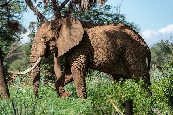 Kenya recently announced that their elephant population has doubled in the past 30 years.