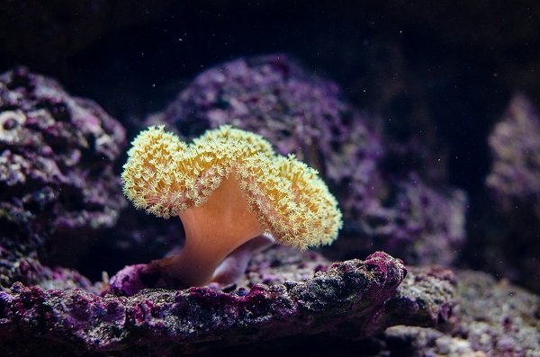 In October, a new pinnacle of coral that’s more than 1,690 feet high was discovered by researchers and it has a TON of active wildlife!