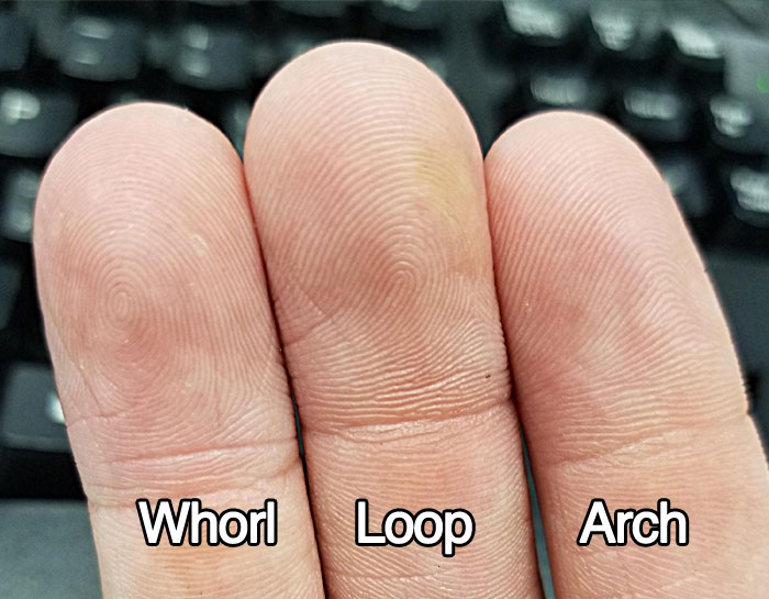 Only 5% of people have arched fingerprints. Most people have looped and whorled fingerprints.