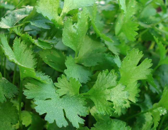 9% of people can taste the soap taste in cilantro. Cilantro contains the chemical that is also a byproduct of soapmaking.