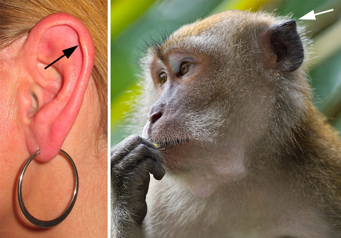 Only 10% of people have Darwin's tubercle - the little bump on the outside of your ear. It's believed that people who have this are better at sensing voice tonality.