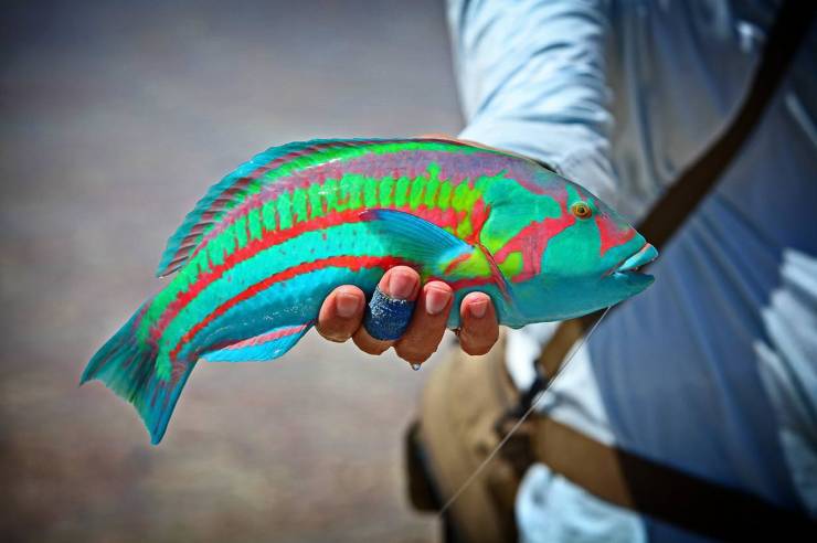 rainbow wrasse fish
