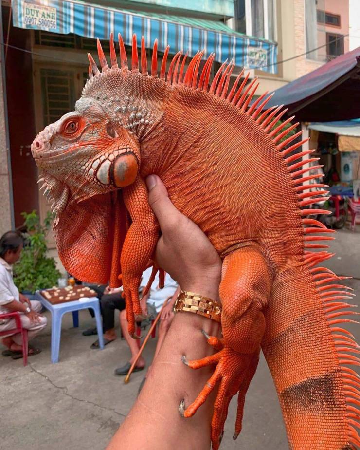 red phase iguana - Duy And 2901 5980058
