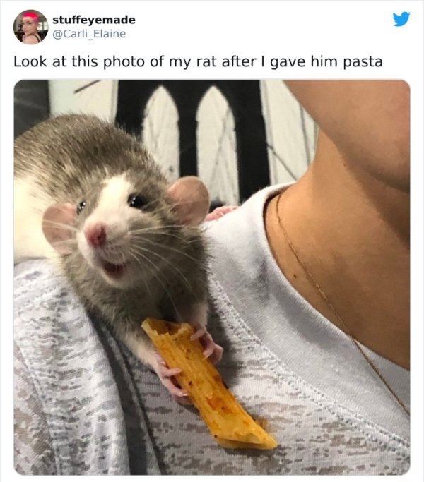 wholesome mice memes - stuffeyemade Look at this photo of my rat after I gave him pasta