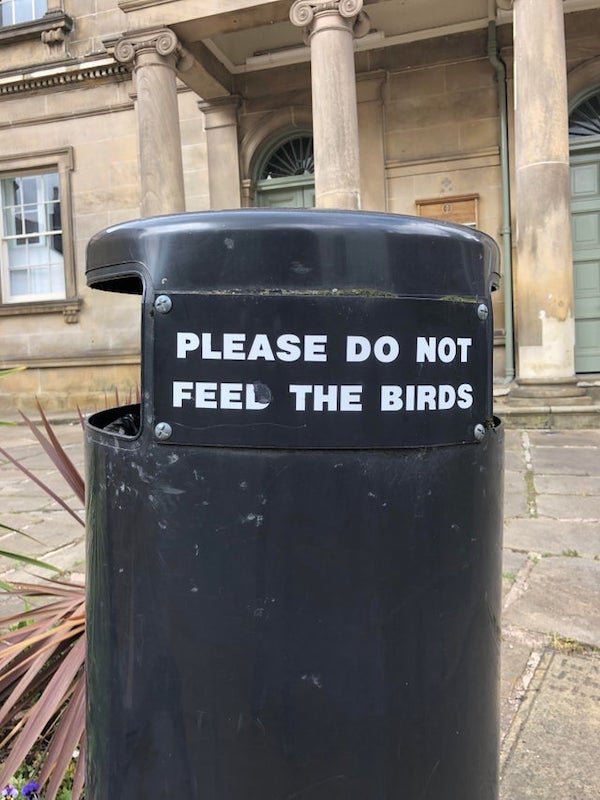 car - Please Do Not Feel The Birds