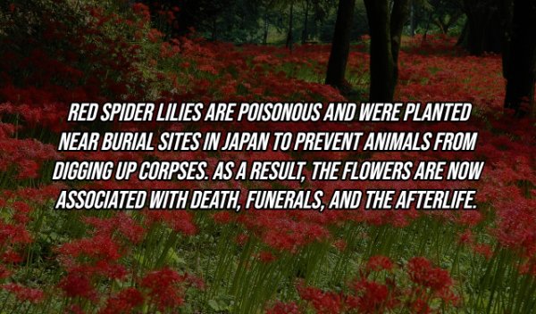 nature - Red Spider Lilies Are Poisonous And Were Planted Near Burial Sites In Japan To Prevent Animals From Digging Up Corpses. As A Result, The Flowers Are Now Associated With Death, Funerals, And The Afterlife.