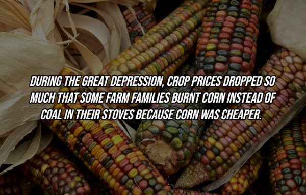 During The Great Depression, Crop Prices Dropped So Much That Some Farm Families Burnt Corn Instead Of Coal In Their Stoves Because Corn Was Cheaper.