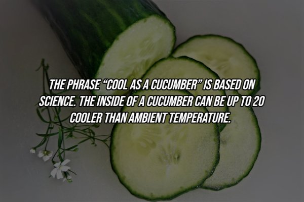 Cucumber - The Phrase "Cool As A Cucumber Is Based On Science. The Inside Of A Cucumber Can Be Up To 20 Cooler Than Ambient Temperature.