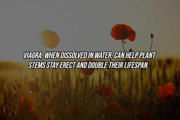 poppy - Viagra, When Dissolved In Water, Can Help Plant Stems Stay Erect And Double Their Lifespan.