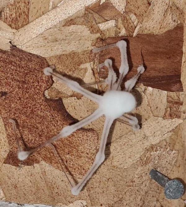 spider reanimated by fungus