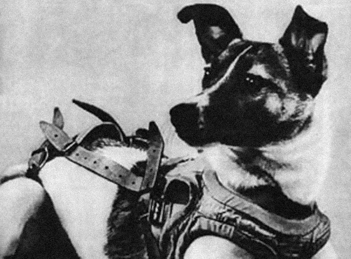 Laika, the first dog to be sent out to space, died alone up there. She had no idea what was happening and I still find it extremely cruel that she got sent to space "for science".