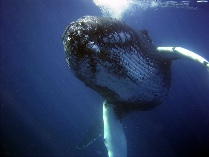 All whales eventually lose the energy to surface for oxygen, so they essentially begin to sink and drown