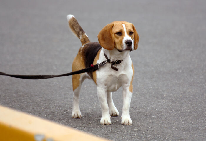 For animal testing involving dogs, most laboratories use beagles as they are the most forgiving of the people inflicting pain on them.