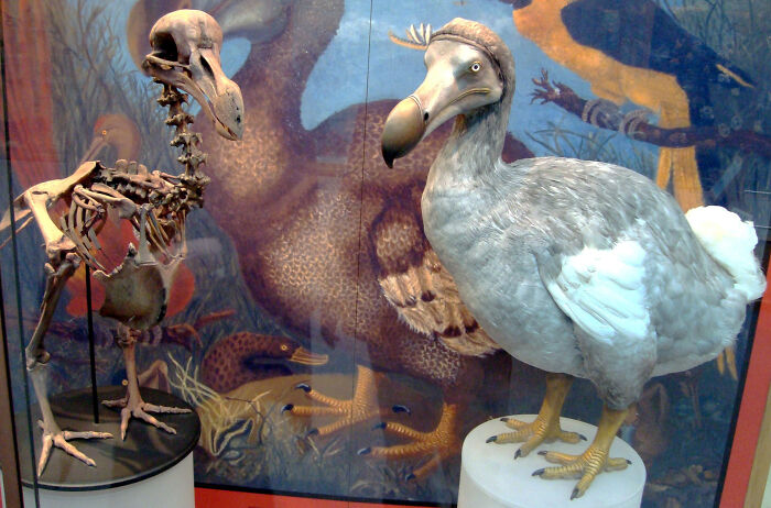 Dodo birds were really friendly because they had no natural predators and we killed them all.