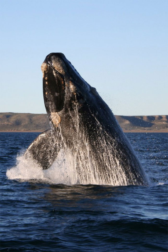 Whales that sing in the wrong key get lost and are alone in the ocean.