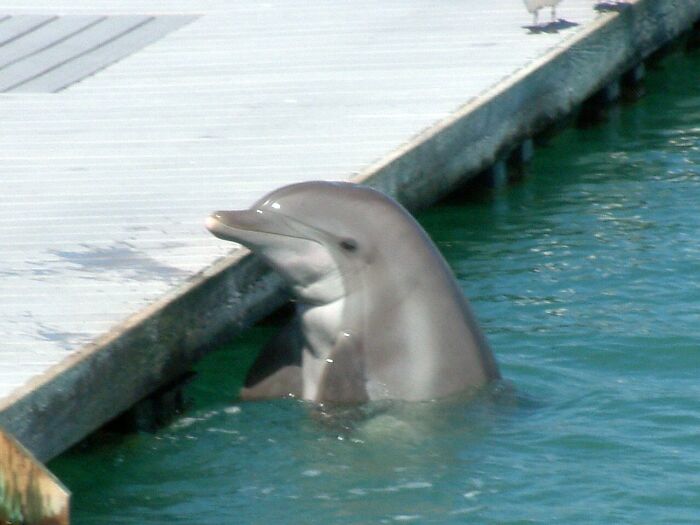 Read about a dolphin who had learned some basic communication and was in some sort of pen. Dolphins can suicide by going under water and refusing to go back up for air. This dolphin was miserable and told it's handler goodbye before going under and killing itself. The fact the dolphin was sentient enough to chose suicide breaks my heart.