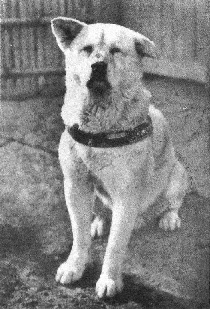 Hachikou was a Japanese Akita dog who each day would wait at the train station for his owner to return from his commute. One day his owner had an aneurysm at work and passed away. Hachikou would spend the next ten years waiting at the station.