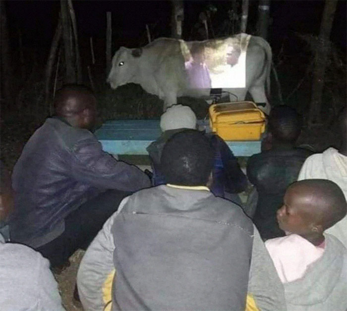 projecting a movie on a cow