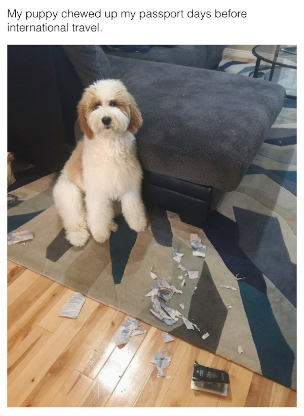 dog - My puppy chewed up my passport days before international travel.