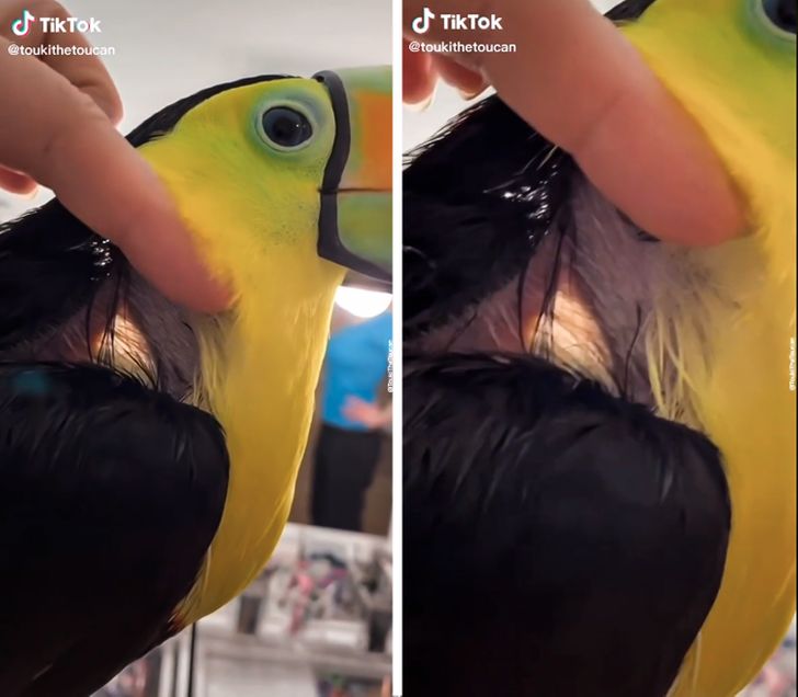 “A toucan’s skin is so thin, it’s translucent.”