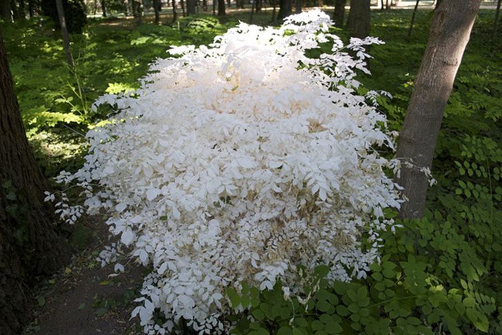 “It never occurred to me that plants could be albino.”