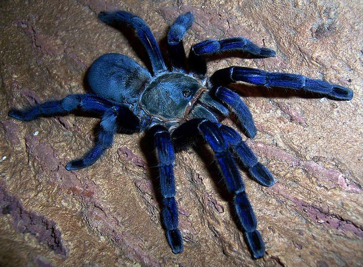 Haplopelma lividum, also known as the cobalt blue tarantula, is a species indigenous to Myanmar and parts of Thailand.