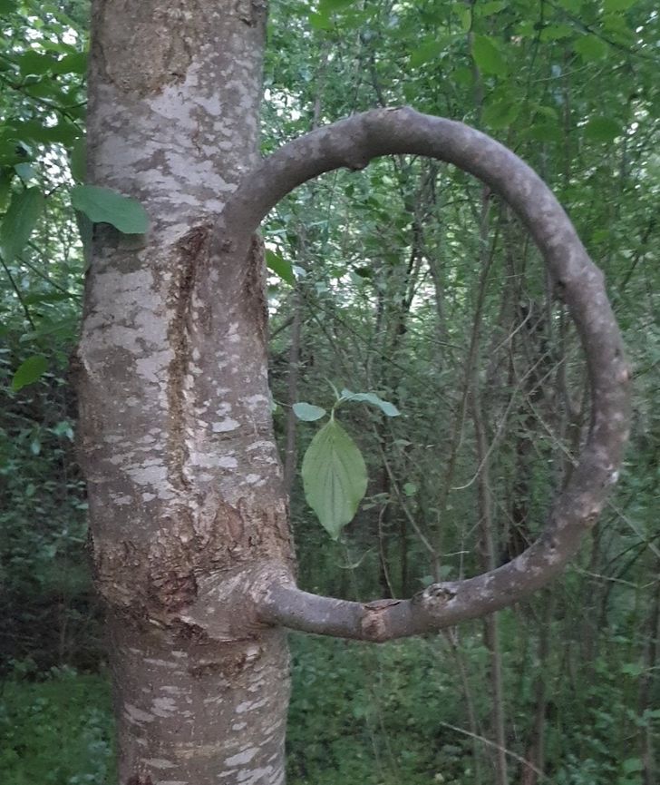 “This tree I found grows into itself.”