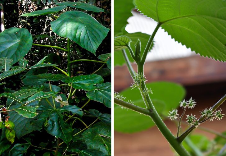 The stinging brush (Dendrocnide moroides) may look harmless, but a simple touch can cause pain for several months.