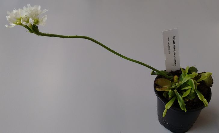 The flower stalks on Venus flytraps are really long so they don’t accidentally trigger their own traps.