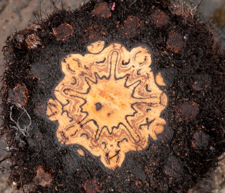 The pattern inside the trunk of a tree fern