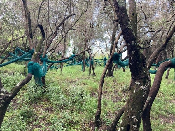 Blue nets tied between the trees. Found while hiking in the Cinque Terre National Park in ItalyA: Pretty sure these are nets for catching the fruit from the tree – currently rolled up because there is no fruit. They were spread out to cover the area beneath the trees when I was there in late summer. I believe it’s for olives.