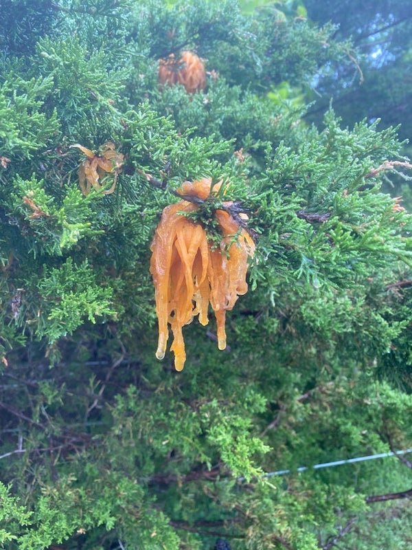 What are these shredded balls on my property?A: Juniper-hawthorne rust: a fungal disease. It starts as a gall then the tentacles appear around spring/rain. It probably won’t kill this tree but it can seriously mess up secondary hosts ie apple trees. Only way to get rid of it is to prune then burn the removed branches.. don’t forget to disinfect your tools after.