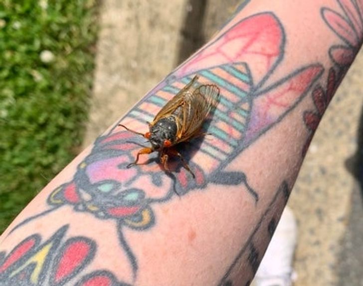 “This cicada on my cicada tattoo”